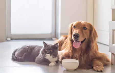 Os hamsters podem comer guloseimas para cães?