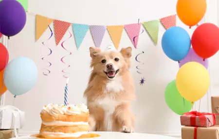 O que você precisa para uma festa de aniversário de animal de estimação?